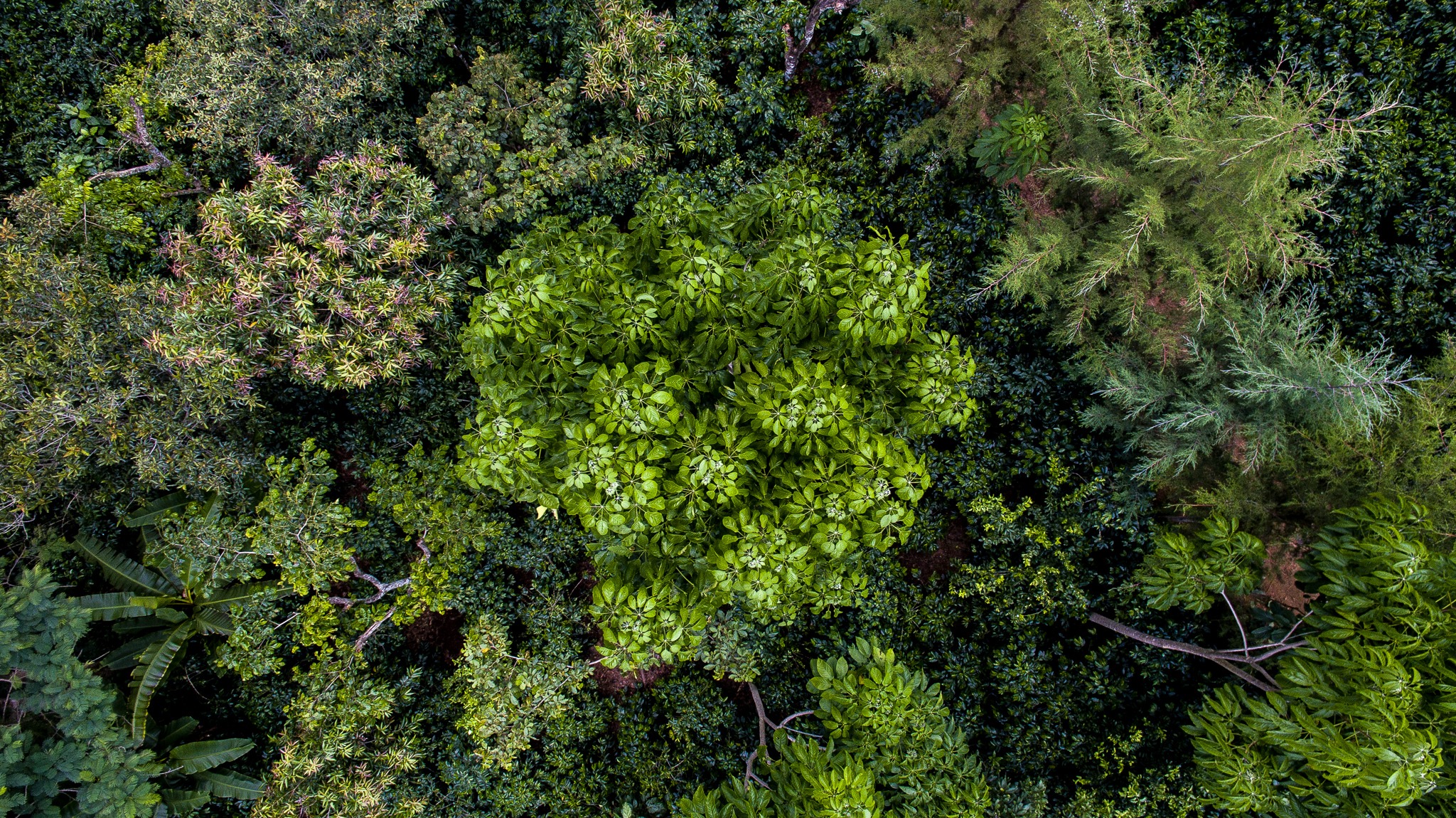 Forest landscape